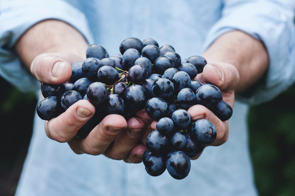 Image of a man holding a handful of grapes with his two hands for the post what is grape seed extract good for